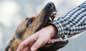 How the Law Offices of Jay S. Knispel, LLC Can Help With a Dog Bite Claim in Queens