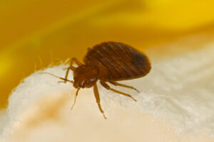 How Law Offices of Jay S. Knispel Personal Injury Lawyers Can Help You With a Bed Bug Injury Claim in New York City